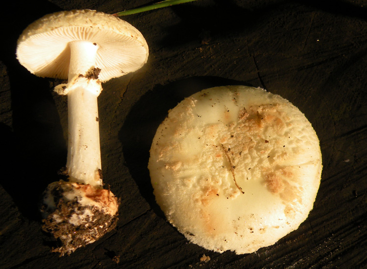 Amanita con loro spore